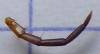 Lithobius pyrenaicus
